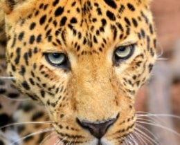 Amazing Facts about the Amur Leopard
